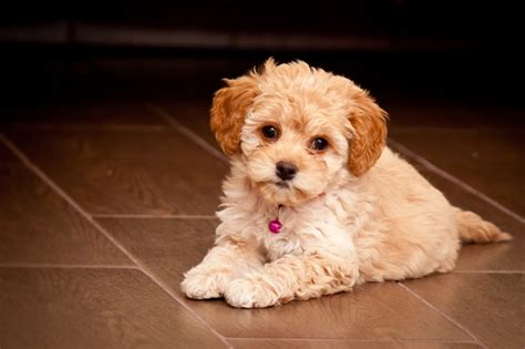 Free maltipoo puppies. Things To Know About Free maltipoo puppies. 